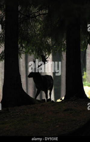 Gamo deer stags stag cloven-animal de pezuña cornamenta de cérvidos Dama dama bosques otoñales animal animales Alemania Europa, Foto de stock