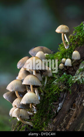 Grupo de hongos o micaceus coprinellus relucientes Inkcap creciente en el tocón de un árbol caído. Foto de stock