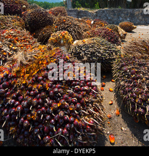 Los frutos rojos de la palma de aceite (Elaeis guineensis) recogidos para su procesamiento y refinamiento en el aceite de palma, Pahang, Malasia Foto de stock