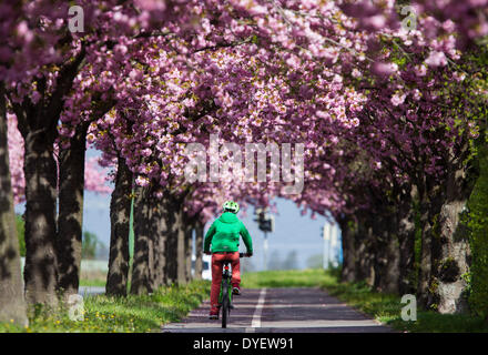 En Magdeburgo, Alemania. 14 abr, 2014. Un ciclista paseos en bicicleta a lo largo de un callejón enmarcado por cerezos florecientes en Magdeburgo, Alemania, el 14 de abril de 2014. Foto: Lukas Schulze/dpa/Alamy Live News Foto de stock