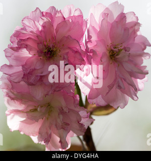 Doble Flor de cerezo rosa Flores la perfección en plena floración de los Cerezos en un jardín de Cheshire, Inglaterra Alsager