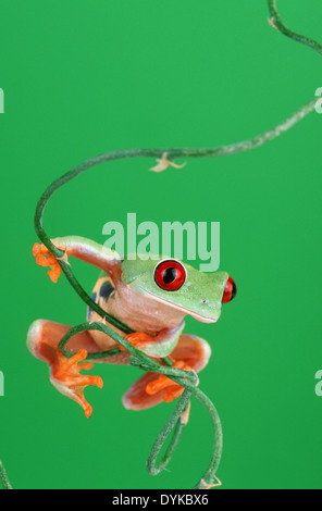 Treefrog de ojos rojos (Agalychnis callidryas), sentado en una rama