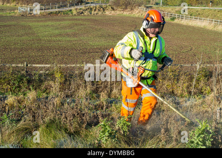 Strimming pasto largo. Hombre utilizando un strimmer y cortando el pasto y la maleza en un camino verge, Nottinghamshire, Inglaterra, Reino Unido. Foto de stock