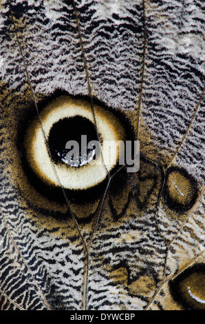 [La mariposa búho Caligo memnon] close-up de patrón de ojo en el ala. Foto de stock