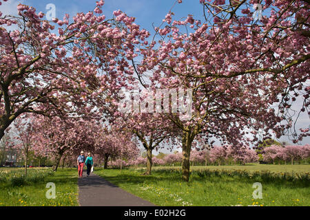 Par de ruta soleada, caminando bajo un cielo azul y el dosel de árboles con hermosas y coloridas flores de cerezo rosa - El callejero, Harrogate, Inglaterra, Reino Unido. Foto de stock