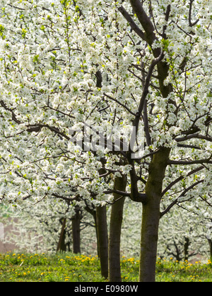 Muchos árboles frutales florece en la primavera. Baumbluehte en la primavera es una buena temporada., Viele bluehende Obstbaeume Fruehling im. Foto de stock