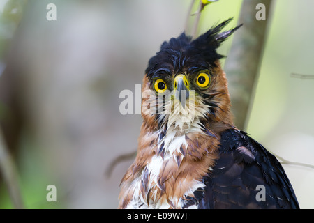 El águila elegante (Spizaetus ornatus) inmaduras, llamando, encaramado en  el árbol, distrito de Orange Walk, Belice Fotografía de stock - Alamy