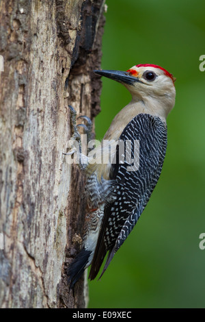 De fachada dorado macho Woodpecker (Melanerpes aurifrons)
