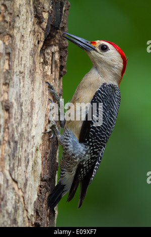 De fachada dorado macho Woodpecker (Melanerpes aurifrons)