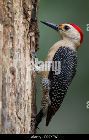 De fachada dorado macho Woodpecker (Melanerpes aurifrons)