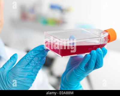 Manos del biólogo celular sosteniendo un matraz conteniendo células madre, cultivadas en rojo el medio de crecimiento, para investigar las enfermedades Foto de stock