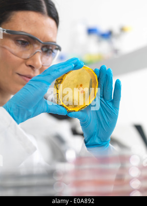 Cerca de investigadora ver culturas crecen en placas de petri con una cinta de peligro biológico en un laboratorio de microbiología Foto de stock
