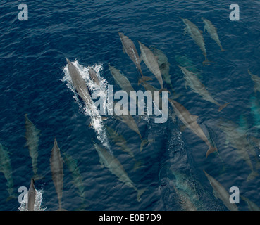 Los delfines comunes en la superficie. Foto de stock