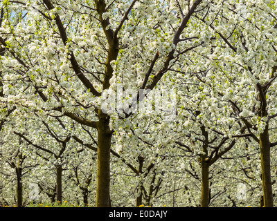 Muchos árboles frutales florece en la primavera. Baumbluehte en la primavera es una buena temporada., Viele bluehende Obstbaeume Fruehling im. Foto de stock