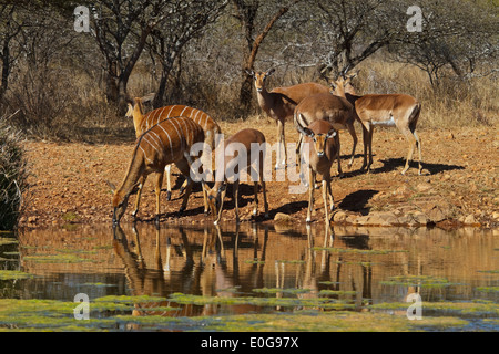 Nyalas (Nyala angasii) hembra y Impalas (Aepyceros melampus) femeninos, bebiendo en un abrevadero Polokwane Game Reserve, Limpopo, Foto de stock