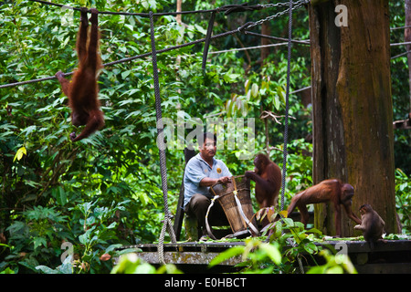 Los orangutanes (Pongo pygmaeus) son alimentados en el Centro de rehabilitación de orangután encuentra en el bosque de Sepilok Kabili - BORNEO Foto de stock