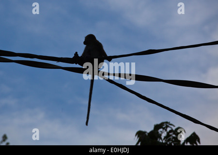 Una larga cola macaco cruza un arroyo en el Río Kinabatangan - Santuario de Vida Silvestre de Sabah, Borneo Foto de stock