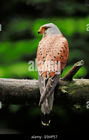 Cernícalo común, cernícalo europea o Euroasiática de cernícalo vulgar (Falco tinnunculus) , macho, Renania del Norte-Westfalia, Alemania Foto de stock