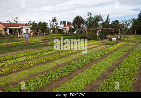 Granja orgánica en las afueras de Hoi An, Vietnam Foto de stock