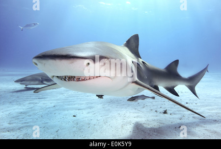 El tiburón de arrecife del Caribe, Bahamas. (Carcharhinus perezi) Foto de stock