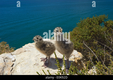 Yellow-Legged (Larus cachinnans), Algar Seco, Carvoeiro, Lagoa, Algarve, Portugal Foto de stock