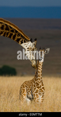Jirafa y ternera, Parque Nacional de Masai Mara, Kenya (Giraffa Camelopardalis) Foto de stock