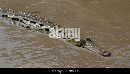 Un Cocodrilo Americano (Crocodylus acutus) nadando en el río Tempisque, el Parque Nacional Palo Verde, Costa Rica.