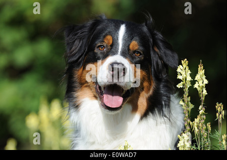 Pastor Australiano. Retrato de varón adulto en un prado de flores. Alemania