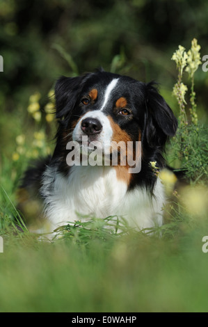 Pastor Australiano. Retrato de varón adulto en un prado de flores. Alemania