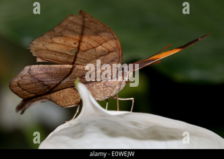 Oakleaf naranja asiática o hindú hoja muerta (mariposas Kallima inachus) con alas abiertas Foto de stock
