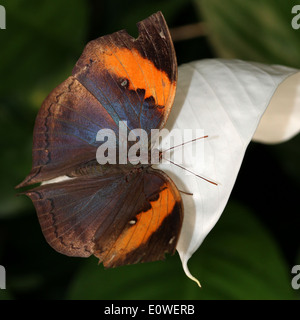 Oakleaf naranja o hoja muerta (mariposas Kallima inachus) con alas abiertas Foto de stock