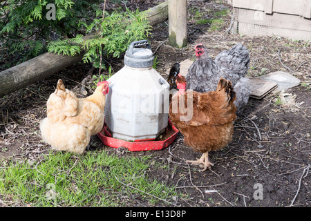 Tres free range pollos en un alimentador fuera del gallinero.