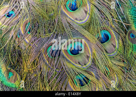 Las plumas de un pavo real (Pavo)