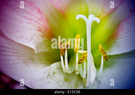 Macro de rosa flores Amarilis focus polen blanco Foto de stock