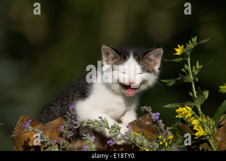 Riendo, gatito gato sentado en el cerco con flores. Foto de stock