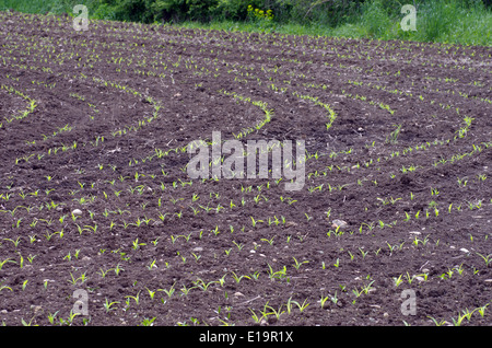 La germinación de las semillas de maíz Fotografía de stock - Alamy