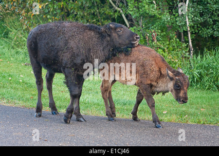 Dos terneros bison pararse en una carretera. Foto de stock