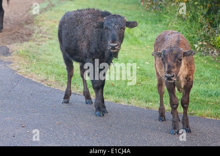 Dos terneros bison pararse sobre una carretera en Elk Island National Park. Foto de stock
