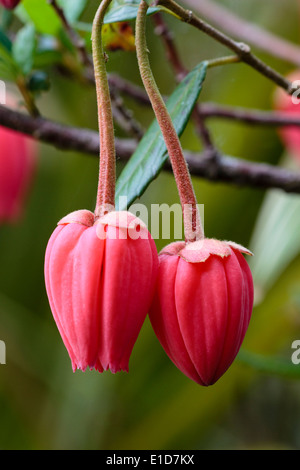Las flores del árbol, linterna chileno Crinodendron hookerianum Foto de stock