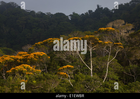 Floración Mayo de árboles en el Parque Nacional Altos de Campana, provincia de Panamá, República de Panamá. Foto de stock