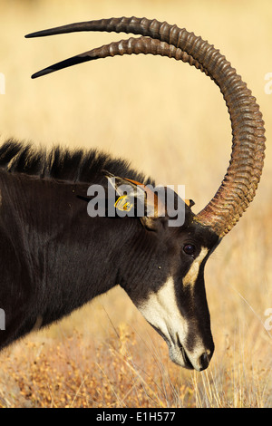Retrato de macho antílope sable (Hippotragus niger), Sudáfrica
