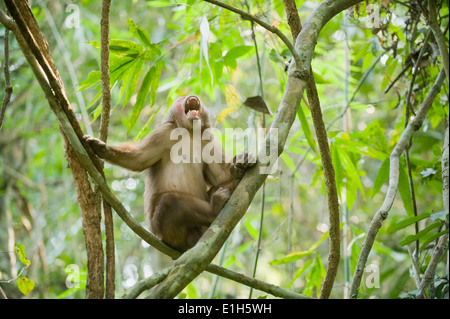 Stump-cola macaco (Macaca arctoides) macho, Gibbon Wildlife Sanctuary, Assam, India Foto de stock