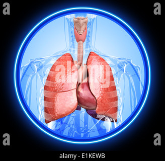 Sistema respiratorio humano equipo ilustraciones. Foto de stock