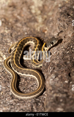 Cuello negro, Thamnophis cyrtopsis Garter Snake, Arizona, EE.UU. Foto de stock