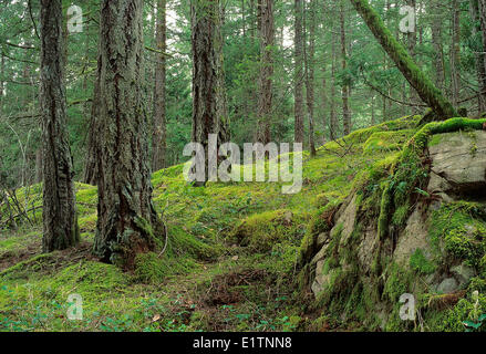 Douglas Fir-bosque, bosques antiguos, el sur de la Columbia Británica, Vancouver Island, Canadá