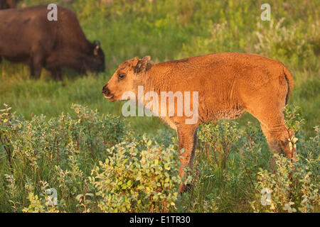 Bison bison, bos, la pantorrilla al amanecer, Elk Island National Park, Alberta, Canadá Foto de stock