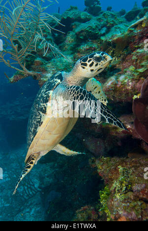 Una especie amenazada de la tortuga carey (Eretmochelys imbricata) descansa sobre un arrecife de coral cerca de San Pedro, Belice Foto de stock