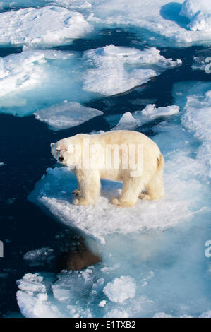 El oso polar (Ursus maritimus) sobre bloques de hielo, Svalbard, Archipiélago Ártico noruego Foto de stock