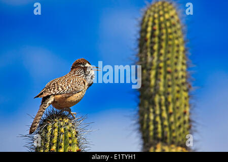 Arizona-Sonora Desert Museum en Tucson, Arizona, EE.UU.