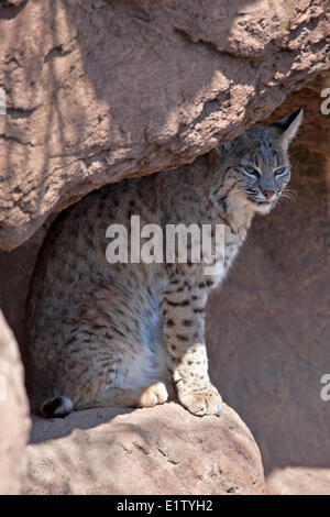 Lynx rufus, Arizona-Sonora Desert Museum en Tucson, Arizona, EE.UU.